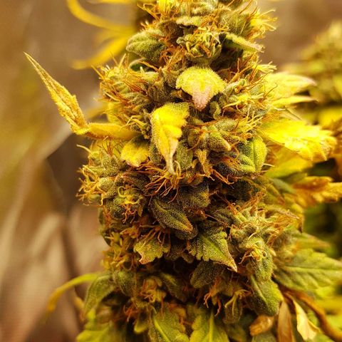 Orange Bud #1 growlog timeline photo