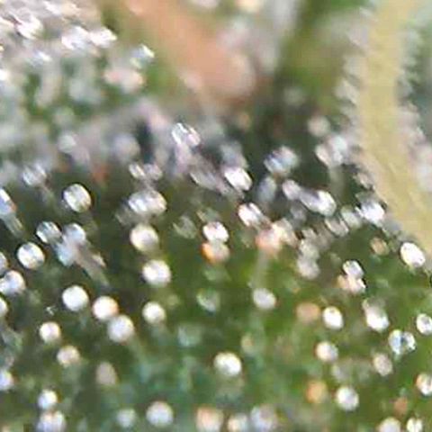 Orange Bud #1 growlog timeline photo