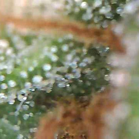 Orange Bud #1 growlog timeline photo