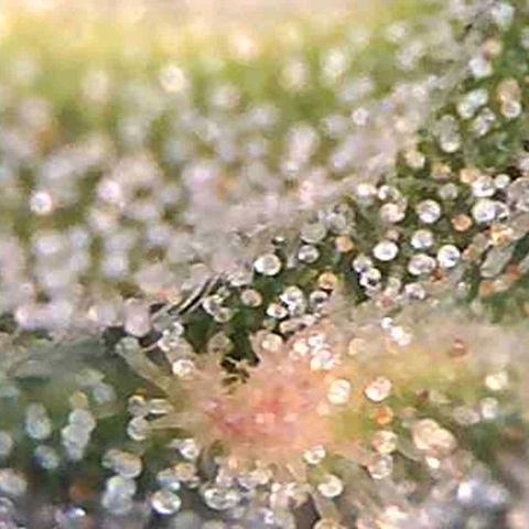 Orange Bud #1 growlog timeline photo