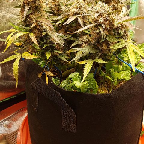 Royal Gorilla growlog timeline photo