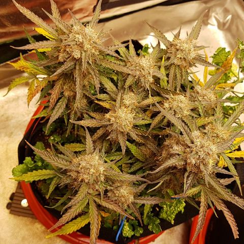 Royal Gorilla growlog timeline photo