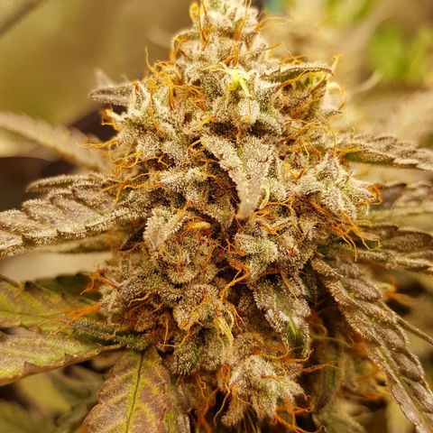 Royal Gorilla growlog timeline photo
