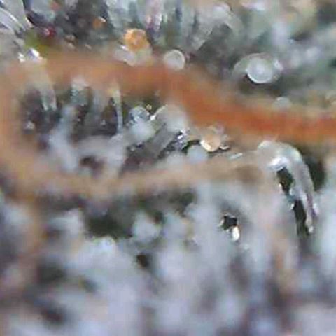 Royal Gorilla growlog timeline photo