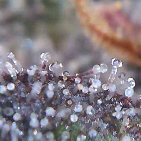 Royal Gorilla growlog timeline photo