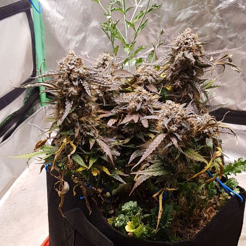 Royal Gorilla growlog timeline photo