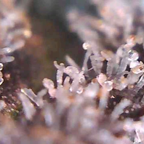 Royal Gorilla growlog timeline photo