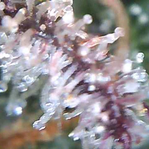 Royal Gorilla growlog timeline photo
