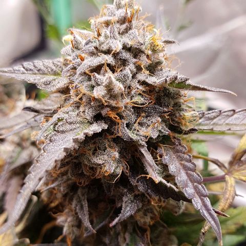 Royal Gorilla growlog timeline photo