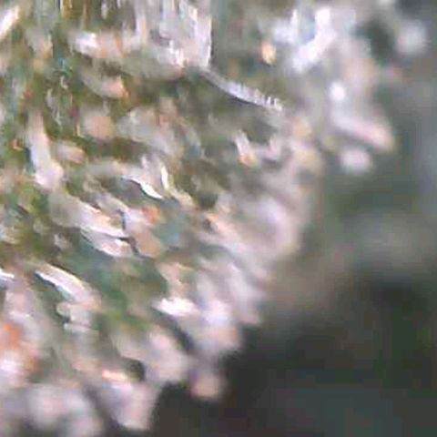 Royal Gorilla growlog timeline photo