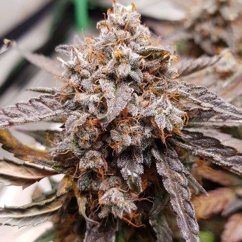 Royal Gorilla growlog timeline photo