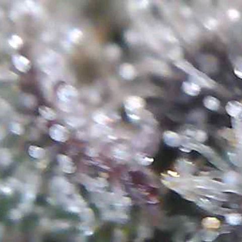 Royal Gorilla growlog timeline photo