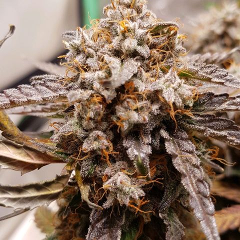 Royal Gorilla growlog timeline photo
