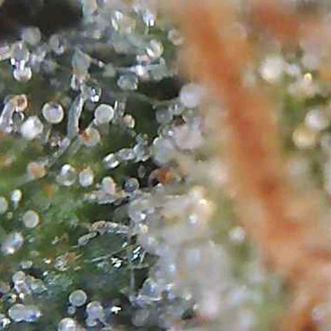 White Widow  growlog timeline photo