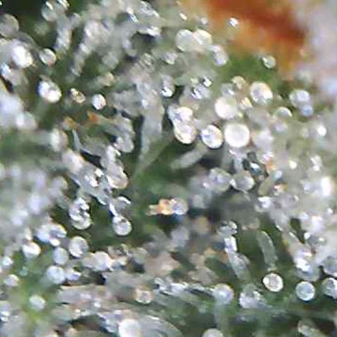 White Widow  growlog timeline photo