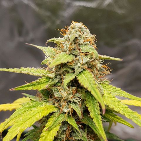 White Widow  growlog timeline photo