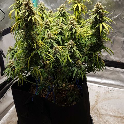 White Widow  growlog timeline photo