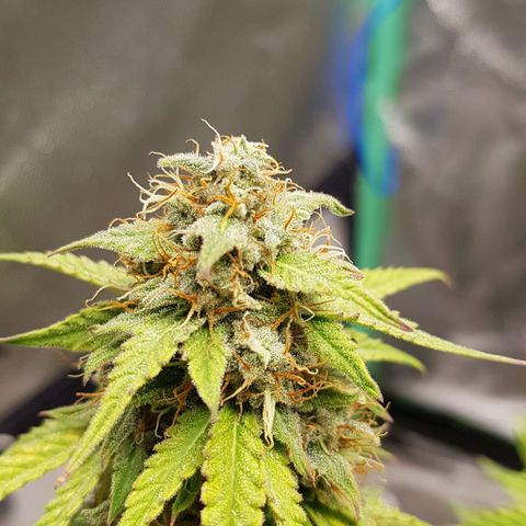 White Widow  growlog timeline photo