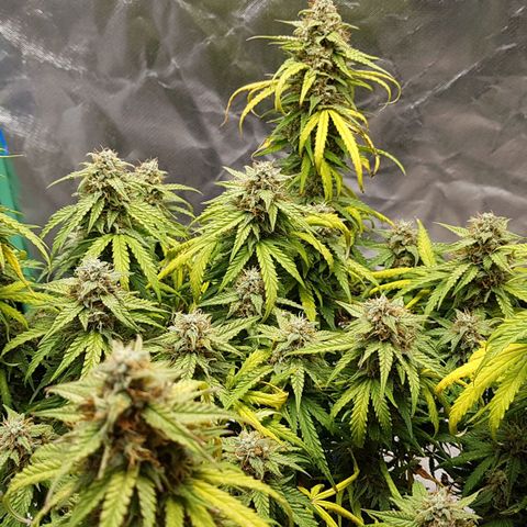White Widow  growlog timeline photo