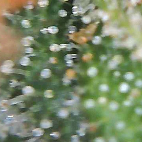 White Widow  growlog timeline photo