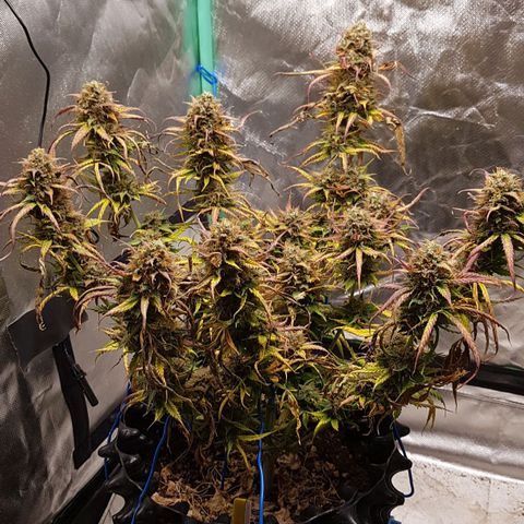 Orange Bud #2 growlog timeline photo