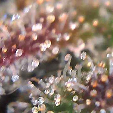 Orange Bud #2 growlog timeline photo