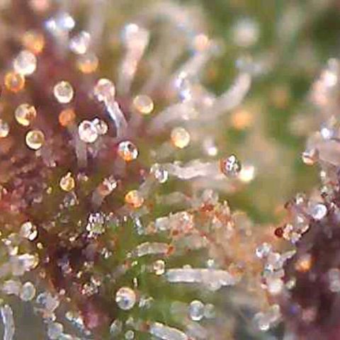 Orange Bud #2 growlog timeline photo