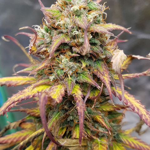 Orange Bud #2 growlog timeline photo