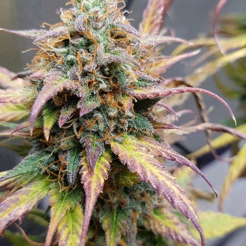 Orange Bud #2 growlog timeline photo