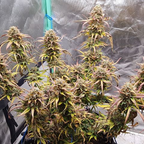 Orange Bud #2 growlog timeline photo