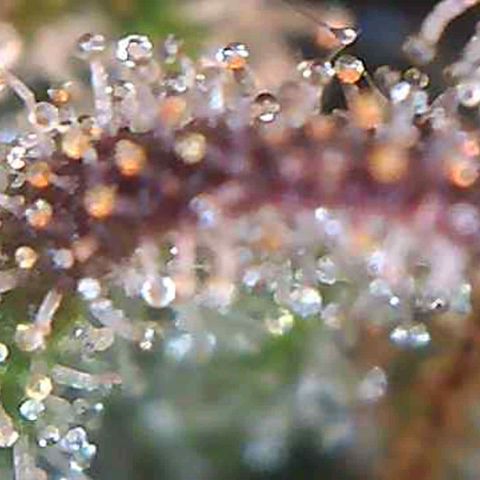 Orange Bud #2 growlog timeline photo