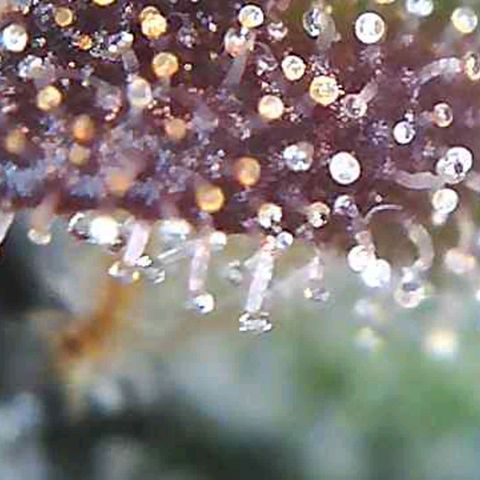 Orange Bud #2 growlog timeline photo