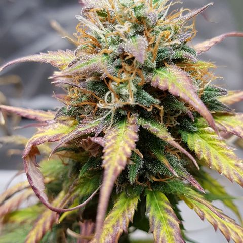 Orange Bud #2 growlog timeline photo
