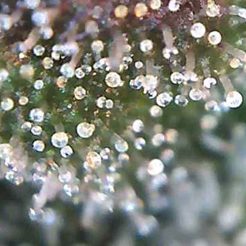Orange Bud #2 growlog timeline photo