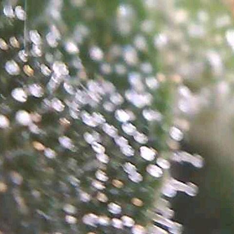 Orange Bud #1 growlog timeline photo