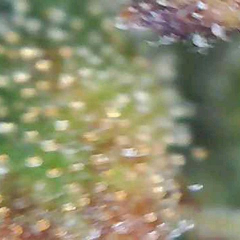 Orange Bud #1 growlog timeline photo