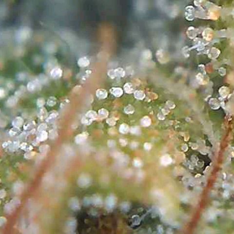 Orange Bud #1 growlog timeline photo