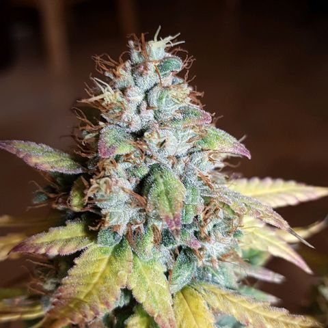 Orange Bud #1 growlog timeline photo