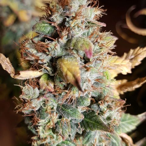 Orange Bud #1 growlog timeline photo
