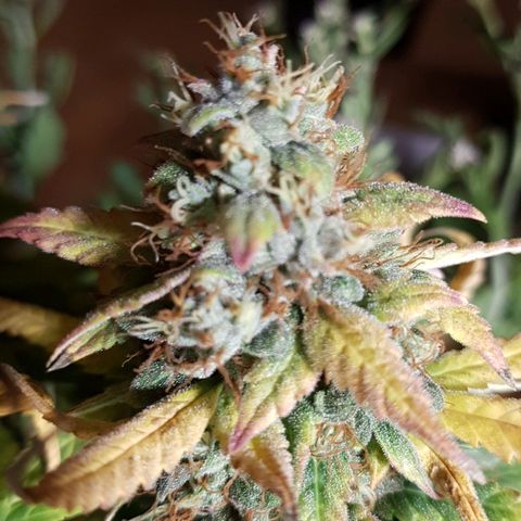 Orange Bud #1 growlog timeline photo