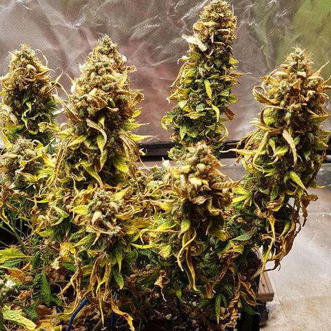 Orange Bud #1 growlog timeline photo