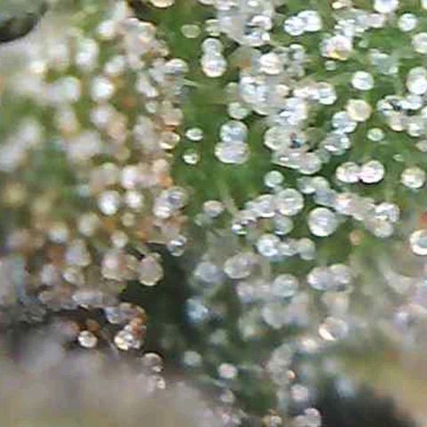 Orange Bud #1 growlog timeline photo