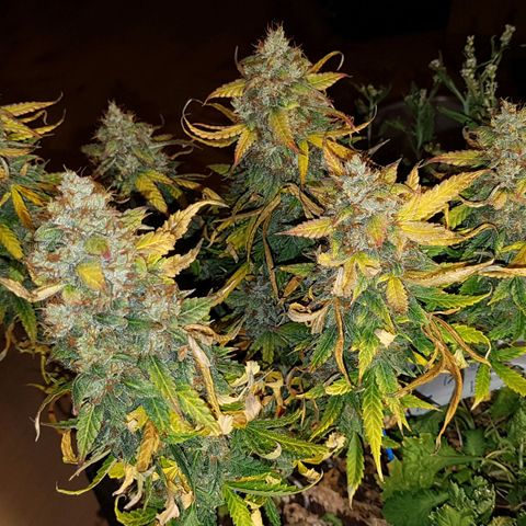 Orange Bud #1 growlog timeline photo