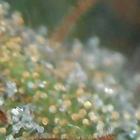 Orange Bud #1 growlog timeline photo