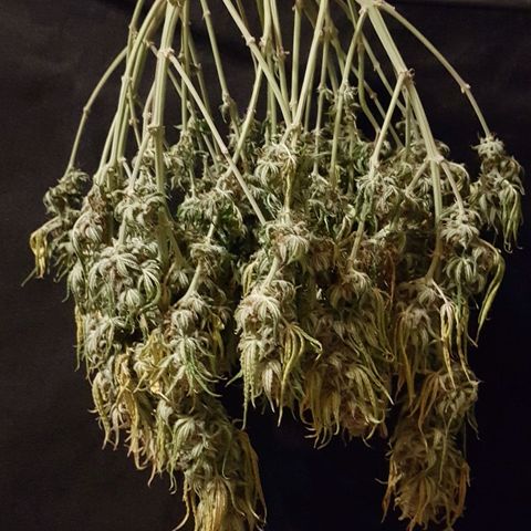 White Widow  growlog timeline photo