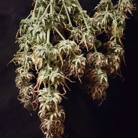 Orange Bud #2 growlog timeline photo