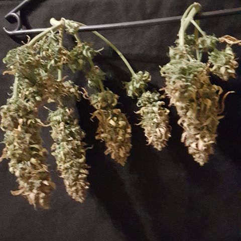Orange Bud #1 growlog timeline photo