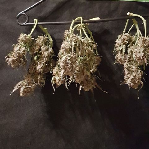 Royal Gorilla growlog timeline photo