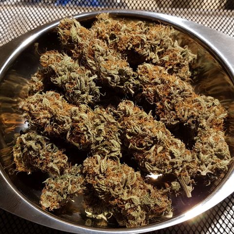 White Widow  growlog photo: 58g trocken