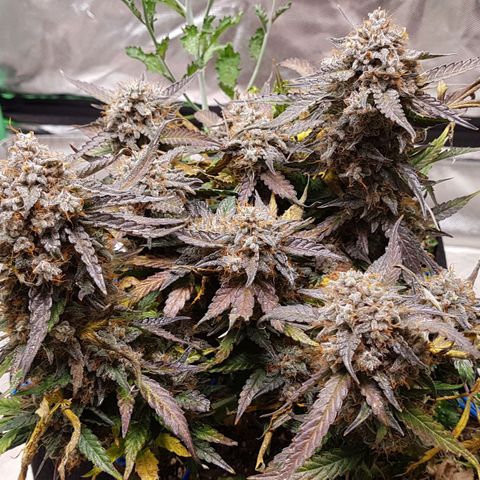 Royal Gorilla growlog timeline photo